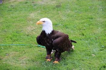 CDU-Lage besucht Adlerwarte in Berlebeck - Weißkopfseeadler Donald. 